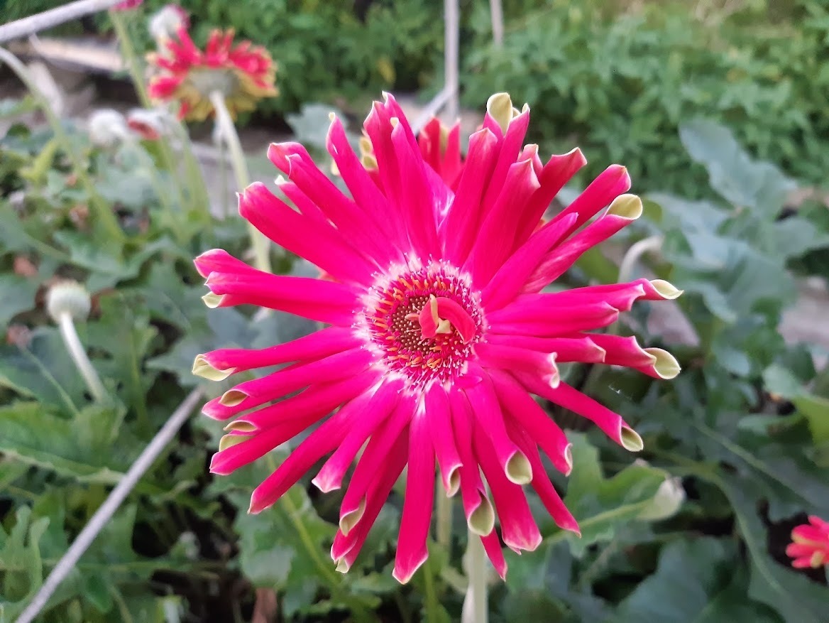 Kumeu Flower farm l Gerbera Pick Your Own U-Pick